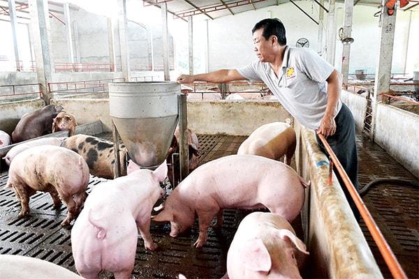 Phát triển chăn nuôi : Hiện Đại, Chuyên Nghiệp