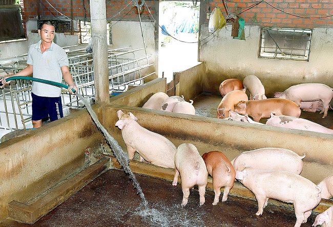 Xây dựng mô hình chăn nuôi heo hộ gia đình năng suất cao