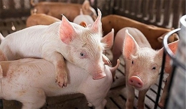 Hiểu rõ về những bệnh do dinh dưỡng ở heo