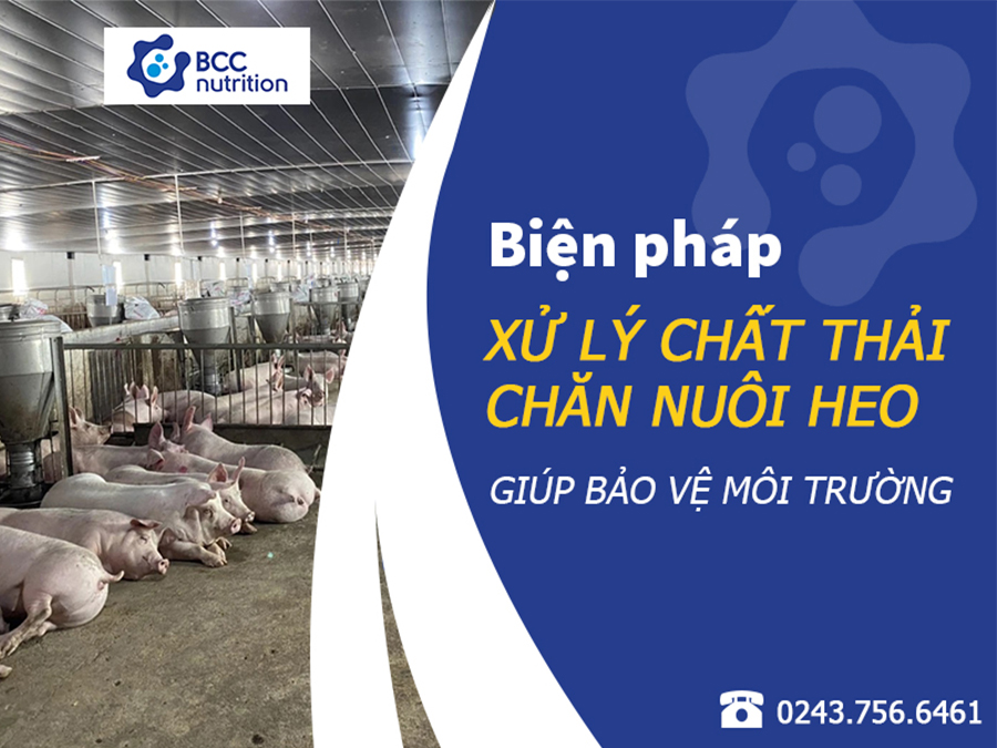 Các biện pháp xử lý chất thải chăn nuôi heo giúp bảo vệ môi trường