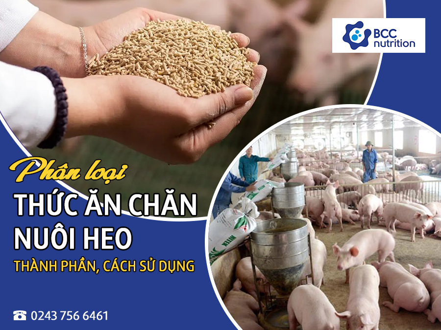 Phân loại các thức ăn chăn nuôi heo: thành phần, cách sử dụng