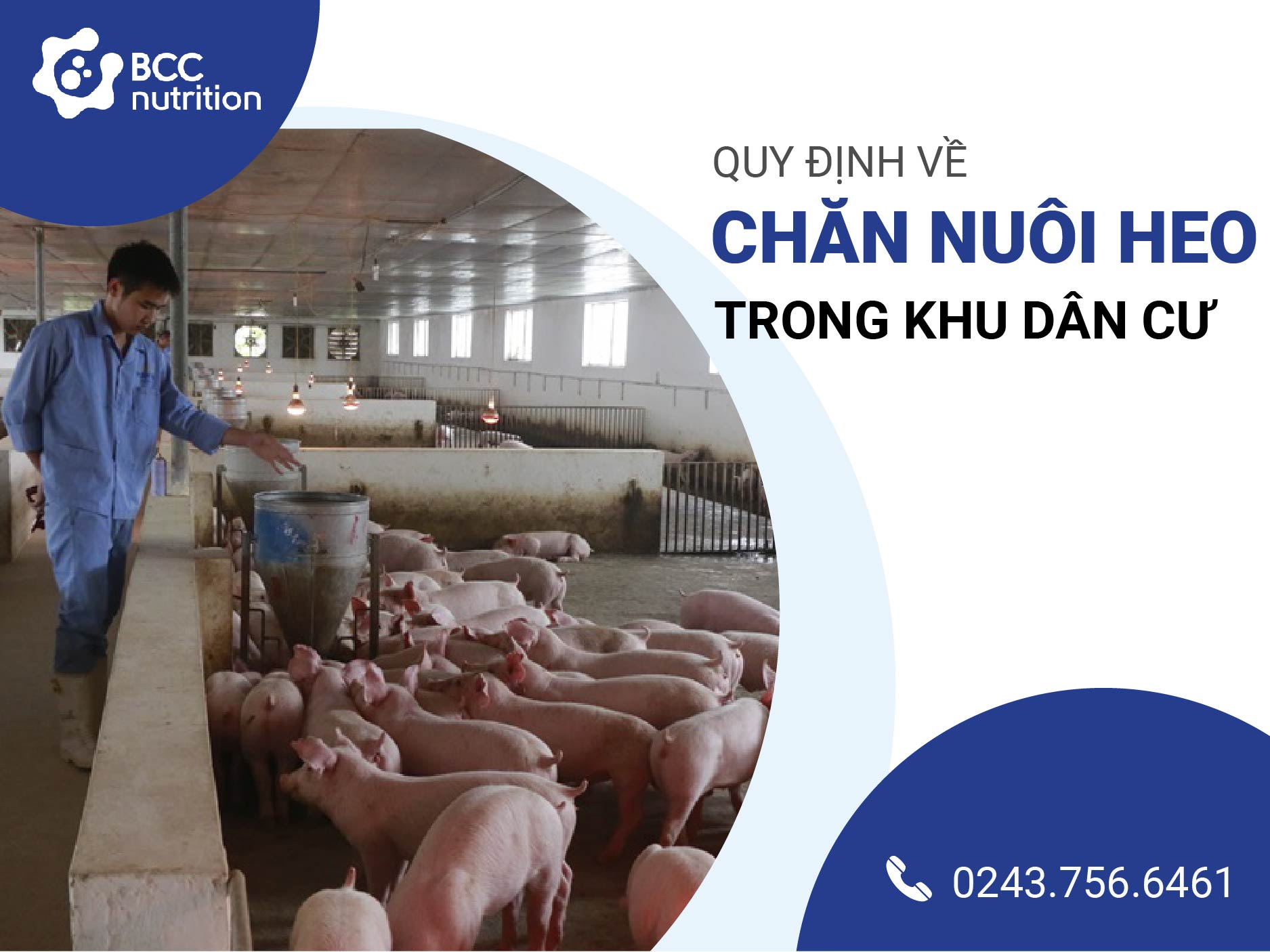 Quy định chăn nuôi heo trong khu dân cư cần biết