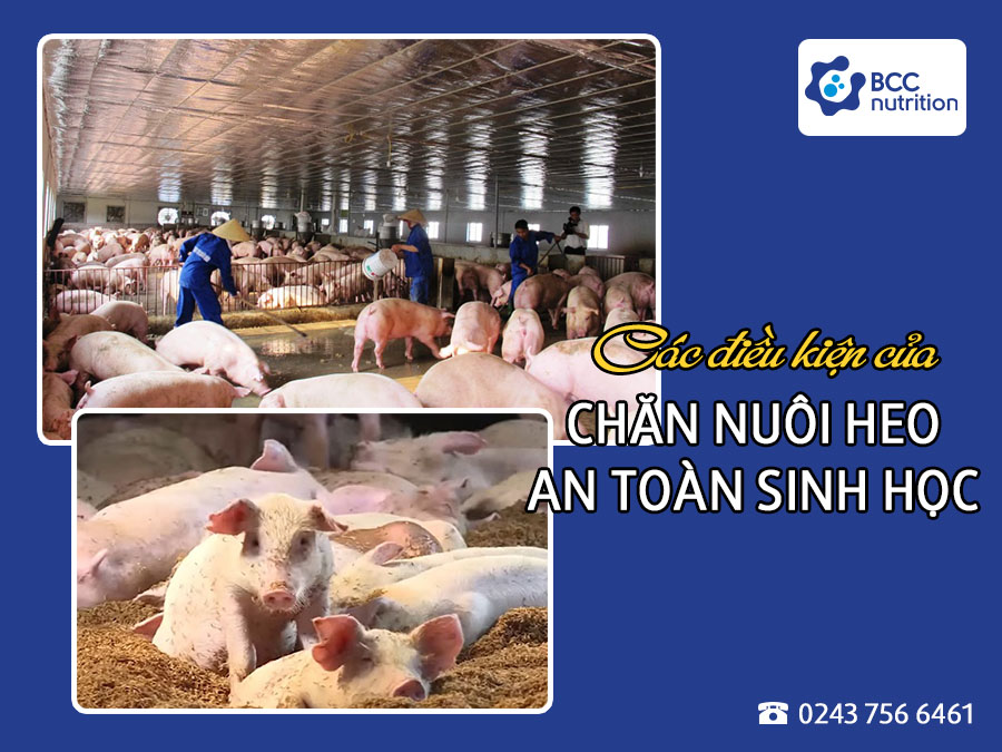 Chăn nuôi heo an toàn sinh học cần những điều kiện gì?