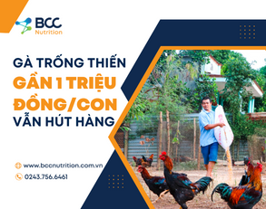 Gà trống thiến gần 1 triệu đồng/con vẫn hút hàng