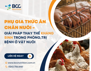 Phụ gia thức ăn chăn nuôi: Giải pháp thay thế kháng sinh trong phòng, trị bệnh ở vật nuôi