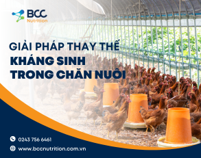 Khám phá giải pháp thay thế kháng sinh trong chăn nuôi