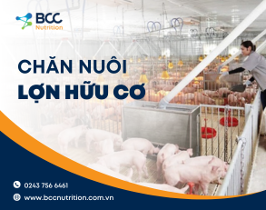 Nuôi lợn hữu cơ là gì? Cần chuẩn bị gì khi nuôi lợn hữu cơ