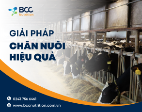 Một số giải pháp chăn nuôi hiệu quả bà con nên biết