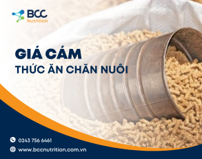 Giá cám thức ăn chăn nuôi heo trên thị trường hiện nay