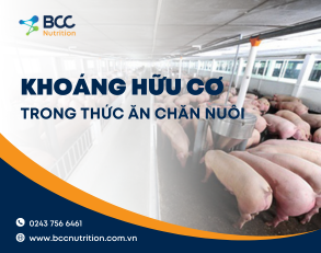 Khoáng hữu cơ trong thức ăn chăn nuôi cải thiện năng suất