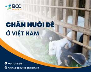 Điểm danh các mô hình chăn nuôi dê ở Việt Nam
