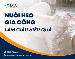Chăn nuôi heo gia công – Làm giàu bền vững