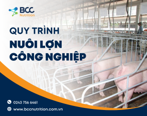 Quy trình nuôi lợn công nghiệp đơn giản, chuẩn kỹ thuật
