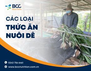Các loại thức ăn nuôi dê nhốt chuồng giúp ít bệnh, nhanh lớn
