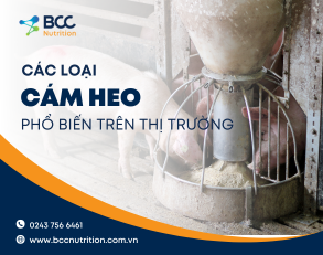 Bảng giá các loại cám heo phổ biến trên thị trường hiện nay