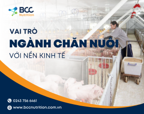 Vai trò ngành chăn nuôi với sự phát triển kinh tế và xã hội